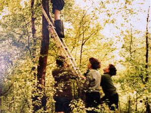 Forestry Project